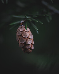 pine cones
