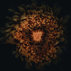 fractal flower fractal