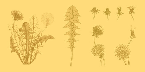 Illustration. The structure of a dandelion (lat. Taraxacum). Leaf, stem, bud, flower, seed.