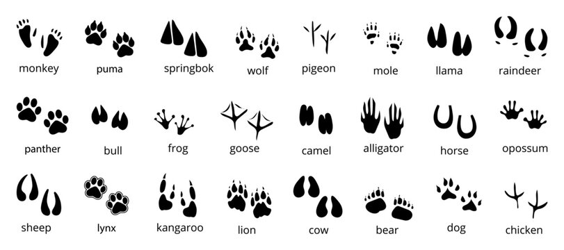Set of black animal imprint icon. Black animal footprint