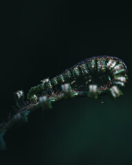 caterpillar on a leaf