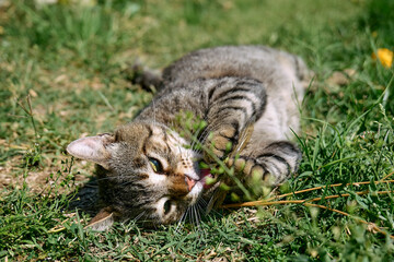 Naklejka na ściany i meble Funny tabby cat playing with captured dragonfly in green grass. Striped domestic gray cat having fun outdoors.