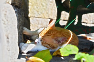 Obraz premium 離島・猫島・公園の野良猫