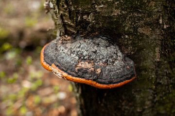 Mushroom growing on a tree close-up, selective focus