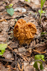Mushroom Gyromitra close-up in the forest