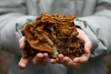 Large mushroom Gyromitra in female hands close-up, selective focus