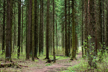 Fototapeta premium Coniferous forest landscape, selective focus