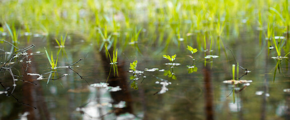 Small blades of grass in the water, selective focus