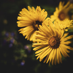 Obraz premium Yellow daisy flower