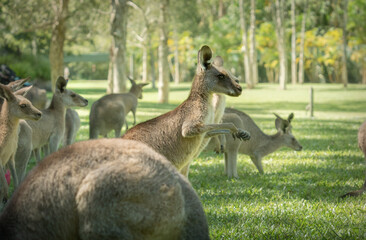 troop of kangaroos