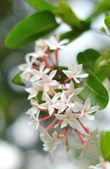 White flower blooming at garden, Carissa carandas flower