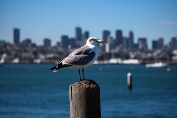 Obraz premium A seagull perched on a pier with a city skyline in the backgroun