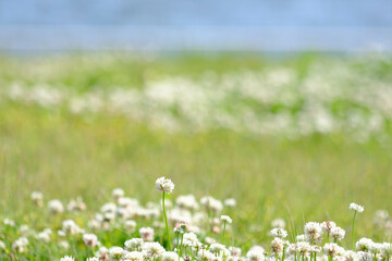 春先の海辺の草原にシロツメグサの群集。神戸の六甲アイランドのマリーンパークで撮影