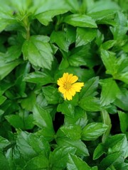 A yellow flower is surrounded by green leaves and the word dandelion is on the bottom.