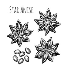 Star Anise ink sketch.