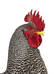 Head shot of impressive Amrock rooster, standing side ways. Isolated cutout on a transparent background.