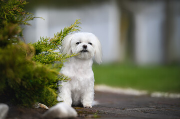maltese dog sitting outdoors in summer