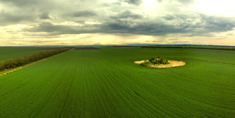 an ancient mound with a burial place of pagan tribes surrounded by a green field of wheat in the south of Russia on a sunny spring day.