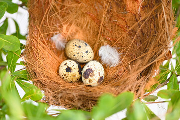 Fototapeta premium bird nest on tree branch with three eggs inside, bird eggs on birds nest and feather in summer forest , eggs easter concept