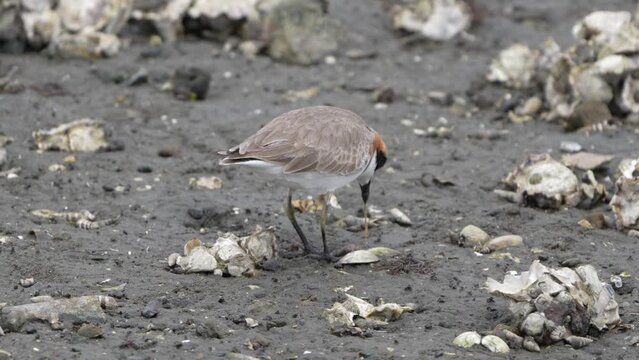 lesser sand plover is searching a worm