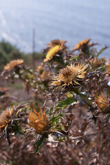 Obraz premium Flores salvajes