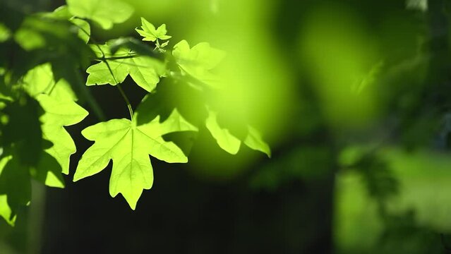 Green leaves in beautiful nature, closeup footage with smooth bokeh foliage and dark background
