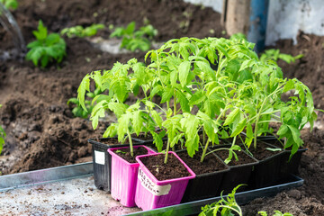 Seedlings of young tomatoes in containers prepared for planting in a greenhouse. Planting material