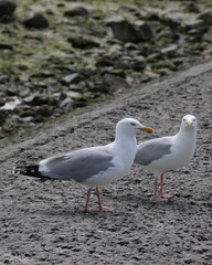 seagull on the beach
