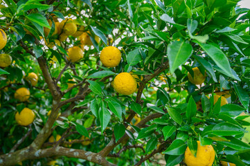 ゆず, ゆず畑, 鹿児島, ジュース, 果実, ゆずの木, 木, フルーツ, ミカン属, 果物, 食べ物, 黄色の実, 葉, 酸味, 畑, 果樹園, 黄色, 健康な, ファーム, 日本, 作物, 生産地, 新鮮, ゆずジュース, 柑橘系, いっぱい身のなった, 人物なし, 果実畑, 収穫前, 秋の味覚