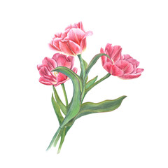 Watercolor bouquet of pink tulips isolated on transparent background. Beautiful illustration for the design of postcards, greetings, pattern, for Save the Date, Valentines day, birthday, wedding cards