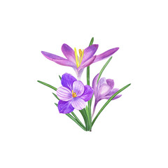 Watercolor bouquet of crocuses isolated on a white background. Beautiful illustration for the design of postcards, greetings, patterns, for Save the Date, Valentines day, birthday, wedding cards