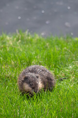 Naklejka na ściany i meble Selective focus. Muskrat to feast on juicy young green grass on the lawn near the reservoir. Close-up, vertical view.