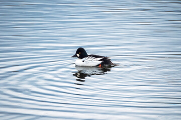 Common Goldeneye swimming in open water. Common Goldeneye, bucephala clangula, portrait against a beautiful blue water background. Concept of the International Day of Birds.