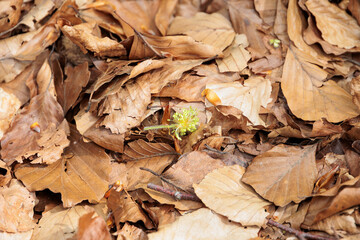 Fallen beech flower in spring in forest under trees on old beech leaves from previous year