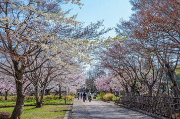 弘前公園の桜、満開