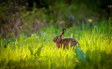 small rabbit in green grass