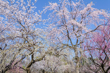 弘前公園の桜、満開
