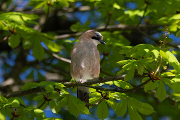 A jay on the branch