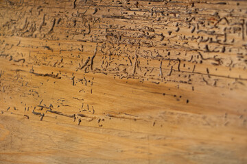 Wood textures. Wooden restaurant table with marks in the wood and union of the boards.