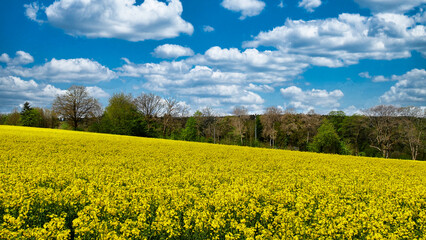 Blühendes Rapsfeld mit strahlend blauem Himmel