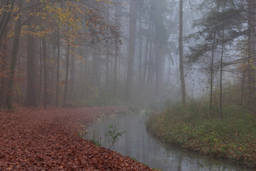 Fog over forest path with leaf covered ground near stream