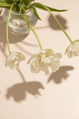 Naklejka na ściany i meble Blooming peony tulips. Shadows from flowers on the background.
