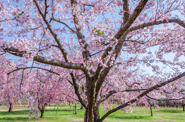 Fototapeta premium 弘前公園の桜、満開