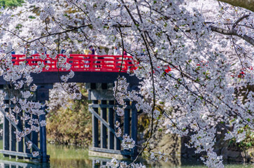 Obraz premium 弘前公園の桜、満開