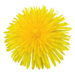 dandelion isolated transparent © KrisKris