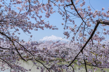 弘前公園の桜、満開