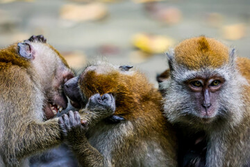 Monkeys playfighting (Colour)