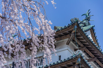 弘前公園の桜と弘前城