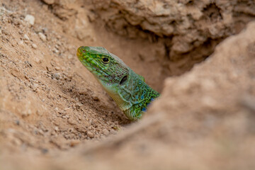 lagarto ocelado