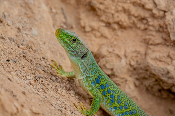 lagarto ocelado